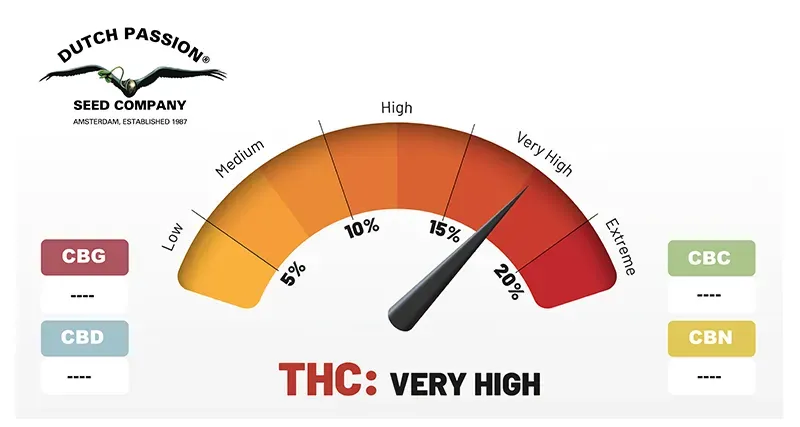 Mazar very high THC levels (15-20%)