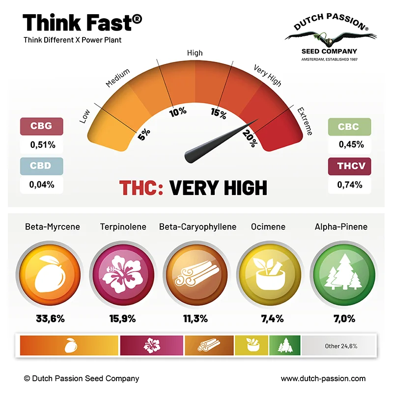 Think Fast cannabinoid and terpene profile