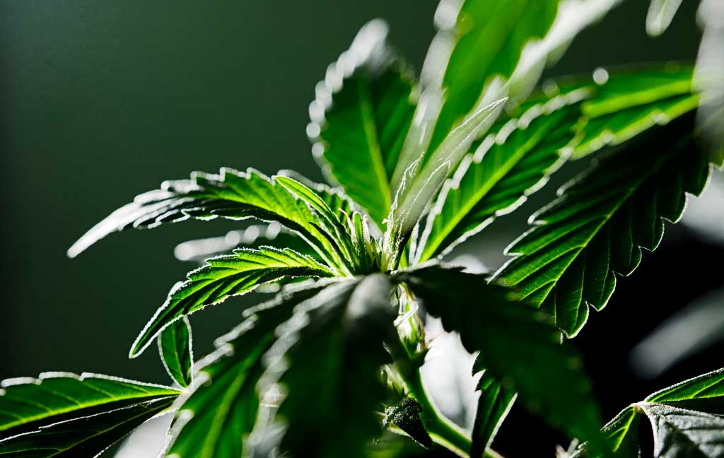 Cannabis plant dark period exposure
