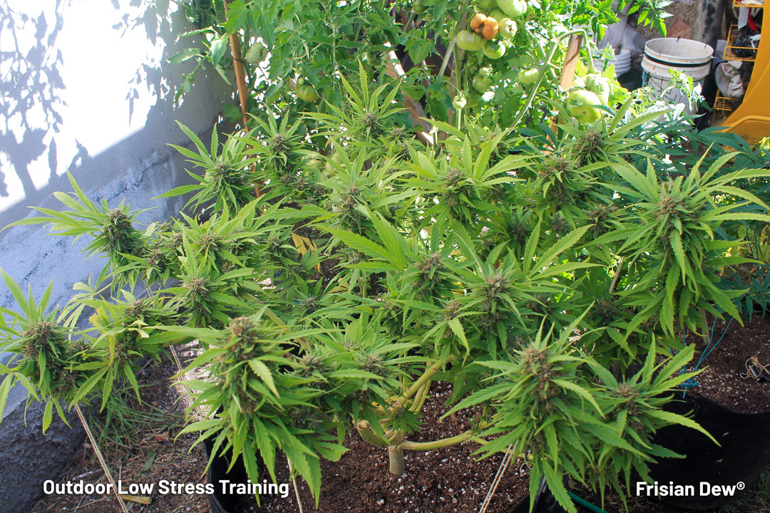 Cannabis low stress training on an outdoor Frisian Dew