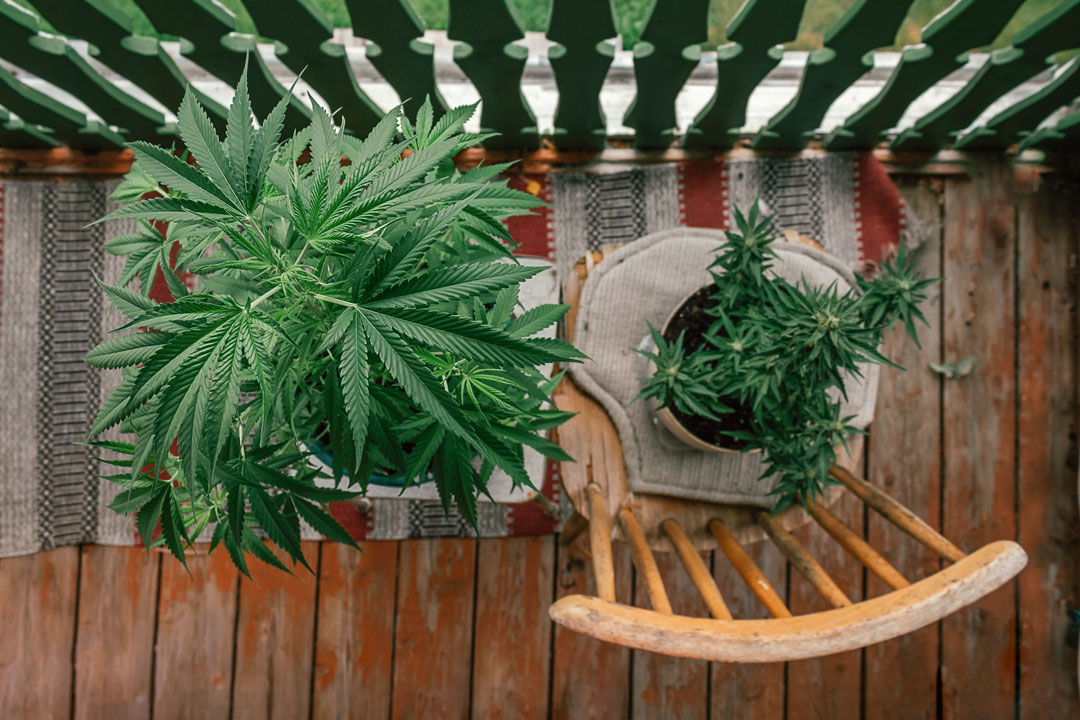 Weed plants on a balcony