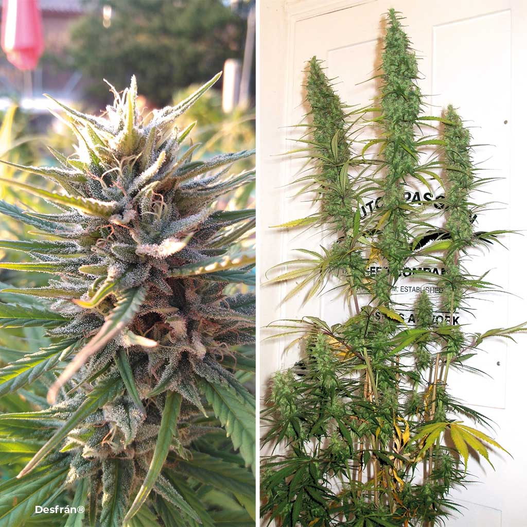 Desfrán with long sativa blooms
