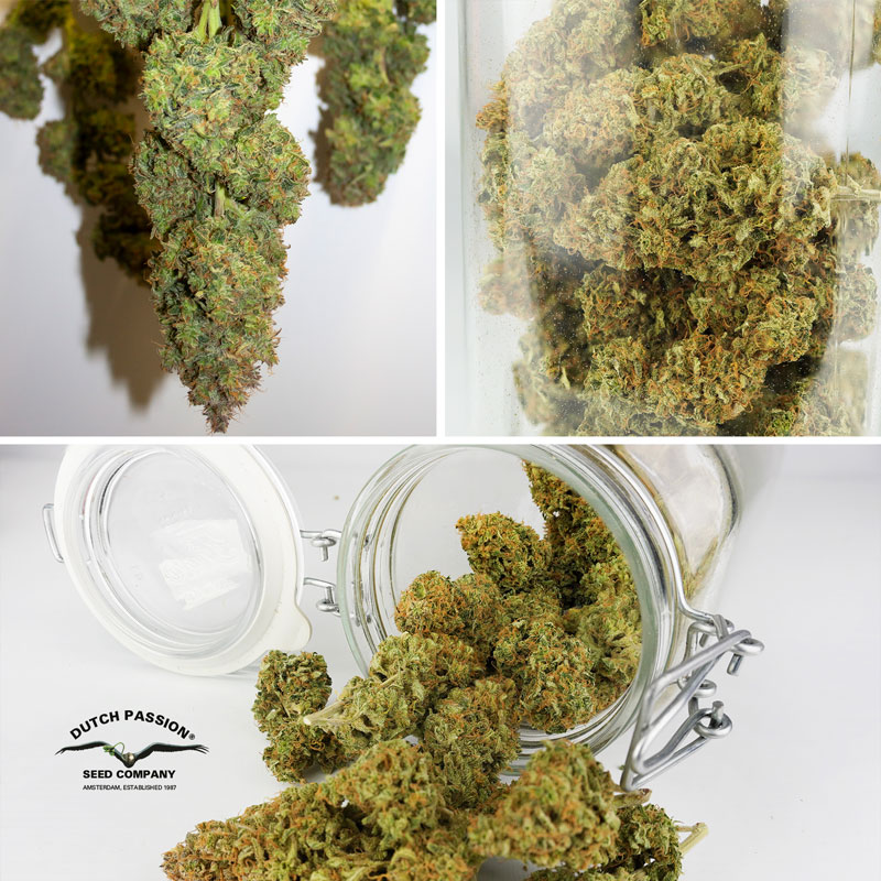 Drying and curing cannabis Drying and curing cannabis