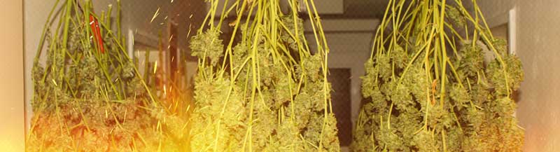 Drying cannabis in hot conditions