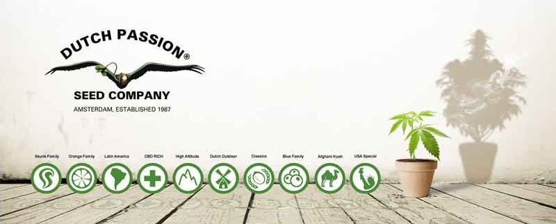 Dutch Passion cannabis seeds