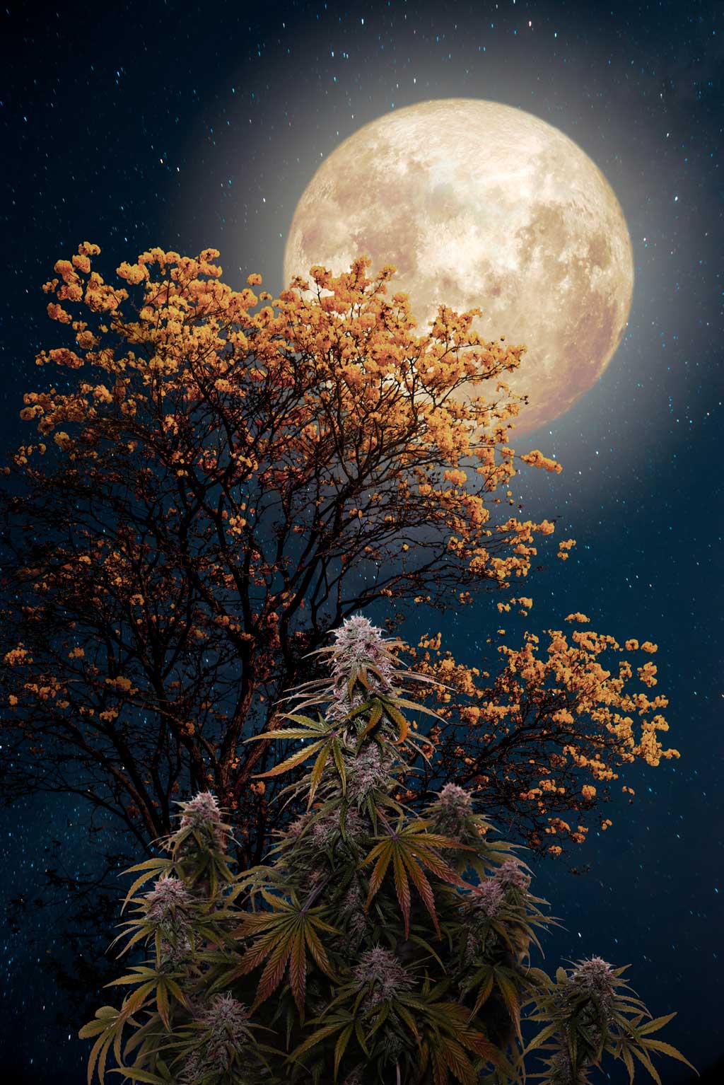 Cannabis plant growing under moonlight