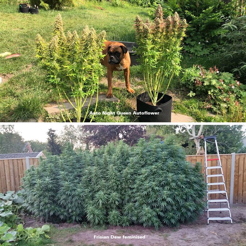 Autoflower vs feminized cannabis seeds outdoor growing