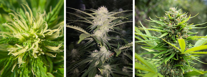 Cannabis growth stages breakdown: flowering stage Cannabis growth stages breakdown: flowering stage