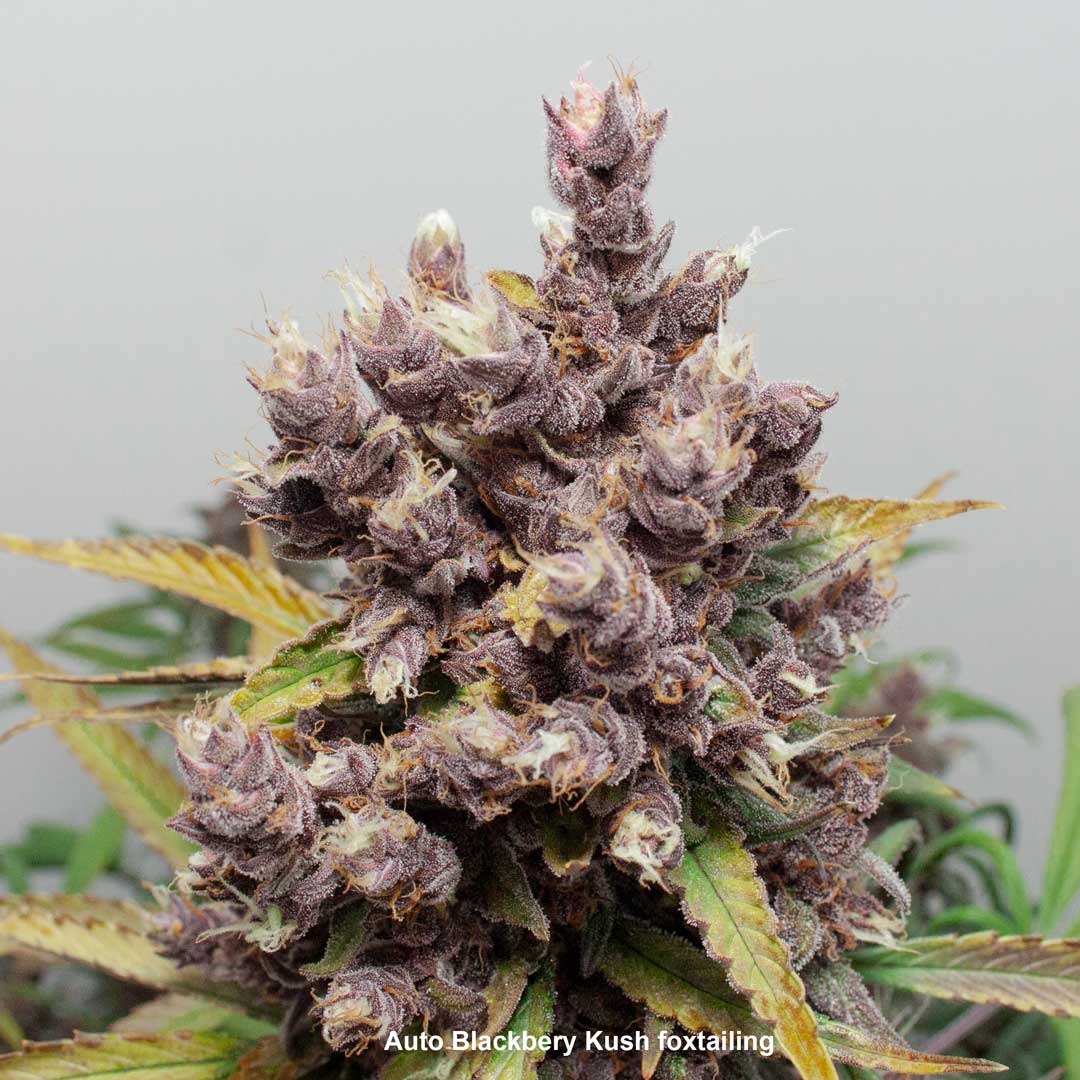 A purple Auto Blackberry Kush foxtailing