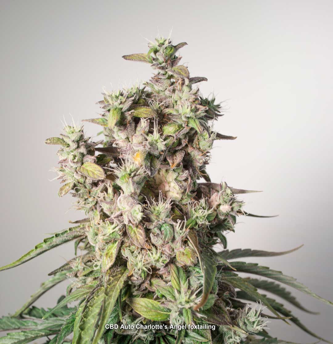Foxtailing CBD Auto Charlotte's Angel