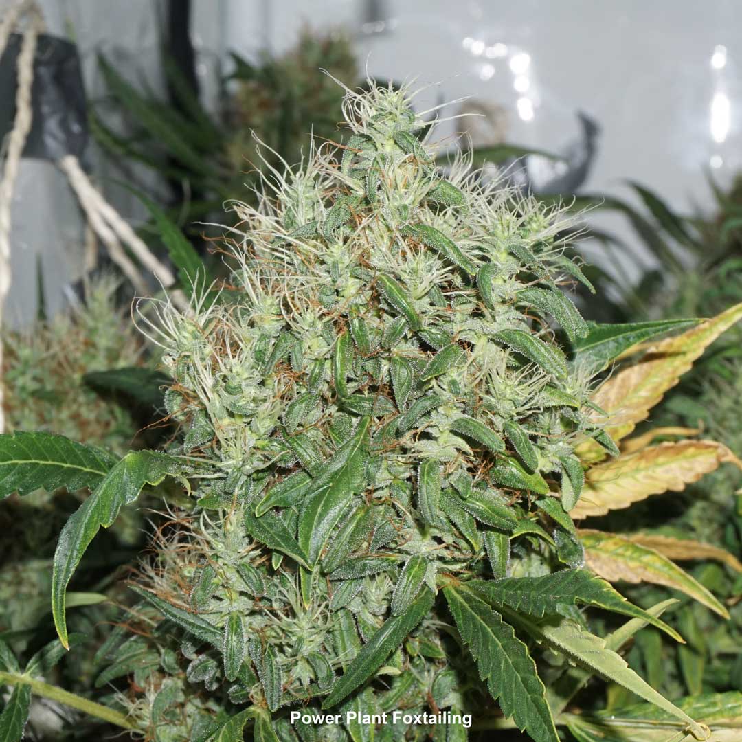 Foxtailing Power Plant bud