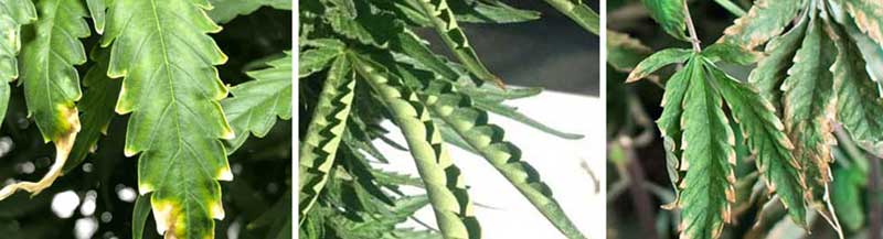 Heat stress symptoms in cannabis plants