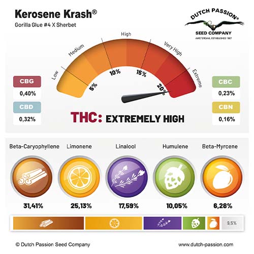 Kerosene Krash cannabinoid and terpene profile