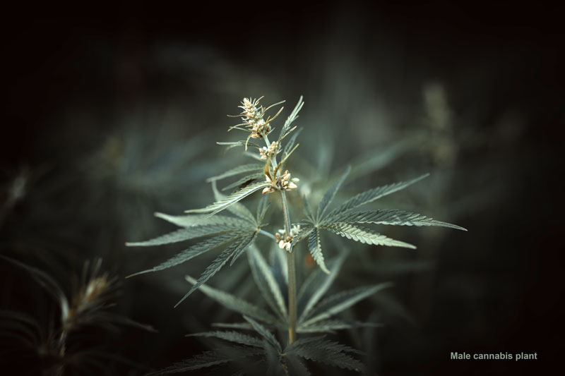 Male cannabis flower