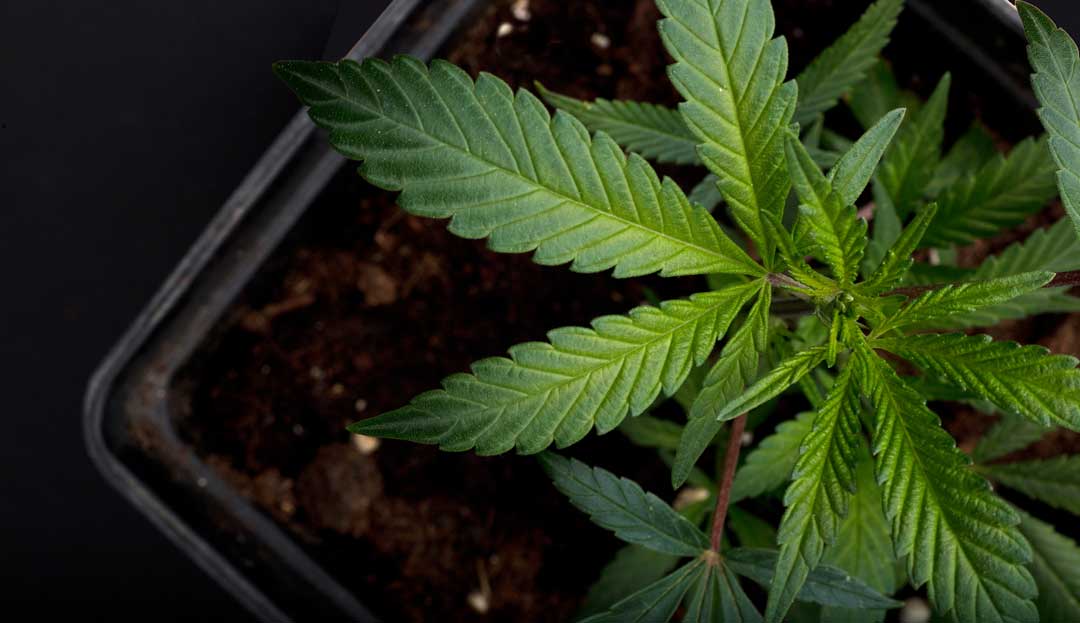 Cannabis plant in the vegetative stage growing in a pot