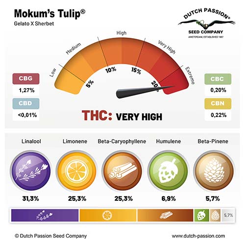 Mokum's Tulip cannabinoid and terpene profile