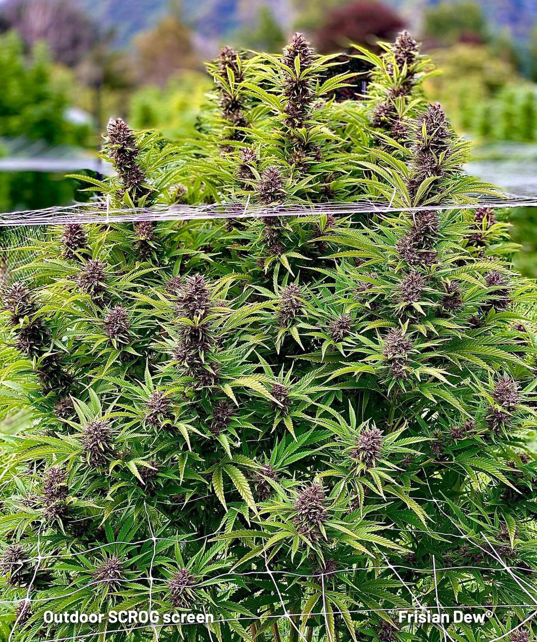 Outdoor SCROG on a Frisian Dew