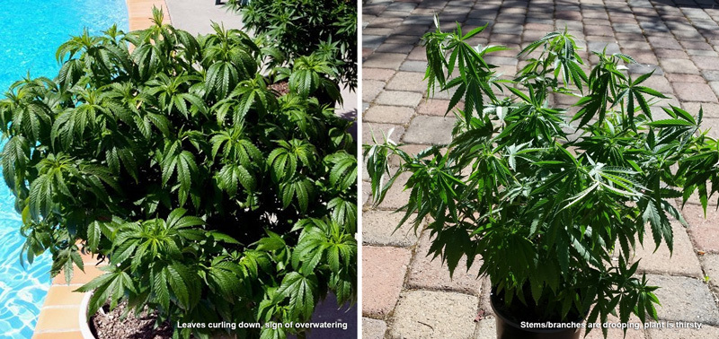 Overwatering and not enough water in cannabis