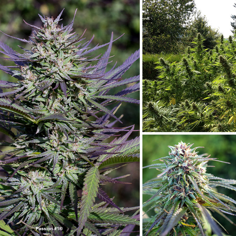 Passion #1 uses proven outdoor indica genetics