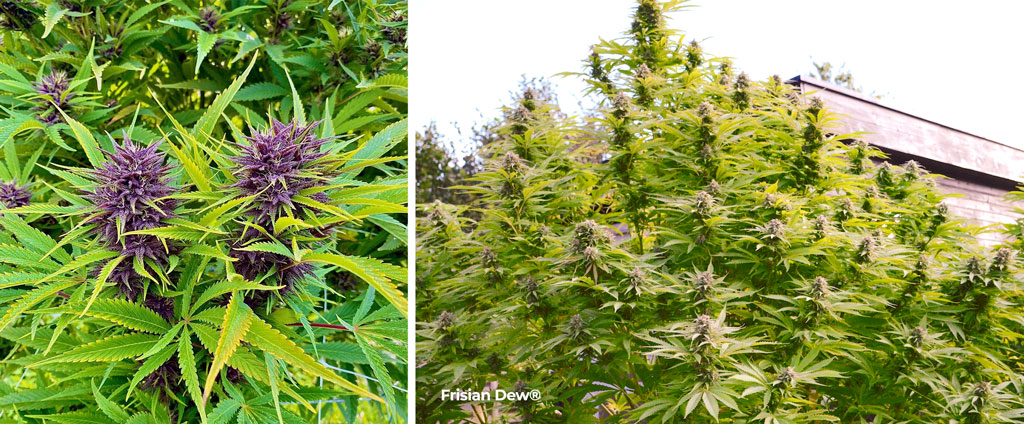 Feminized photoperiod Frisian Dew outdoor grow
