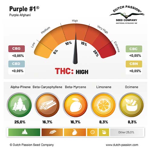 Purple #1 cannabinoid and terpene profile