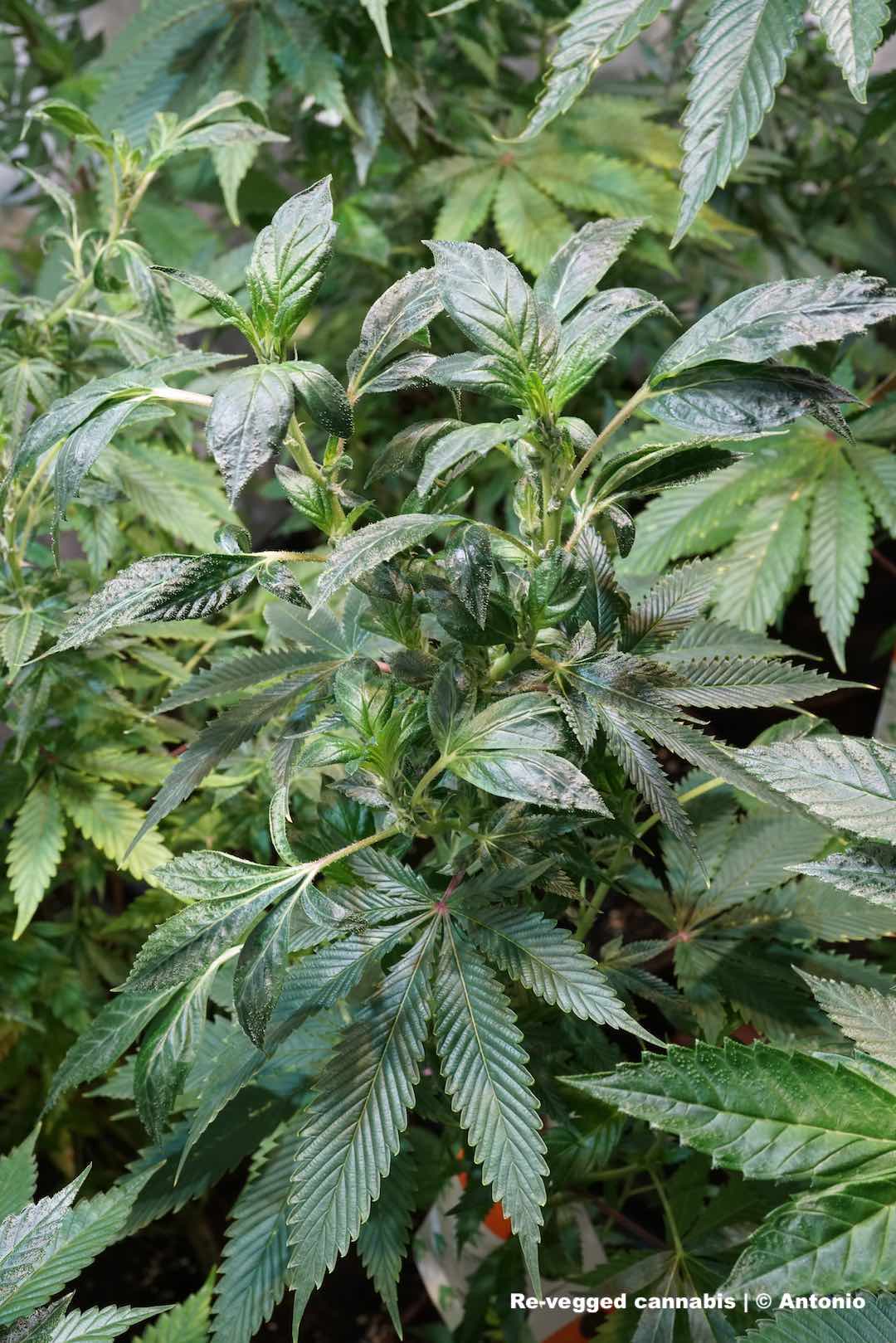 Close-up shot of a re-vegged cannabis plant