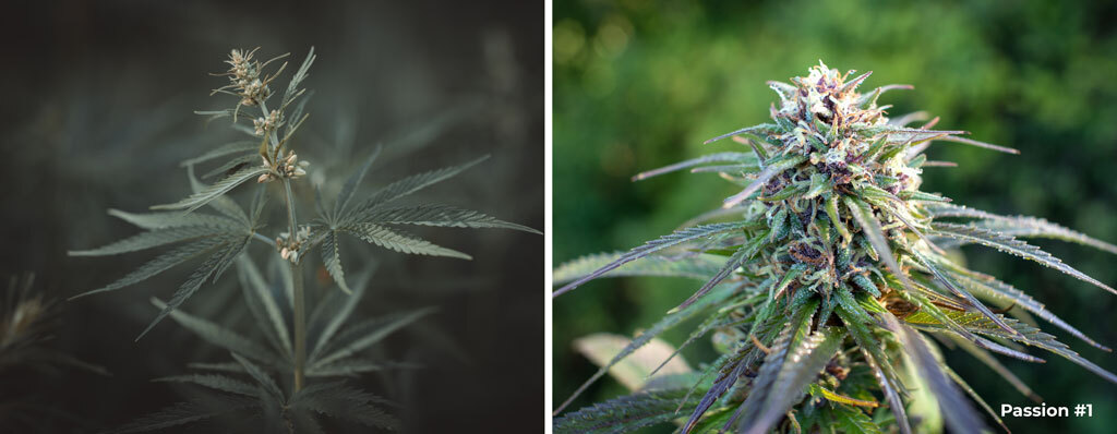 Regular cannabis seeds grown outdoors