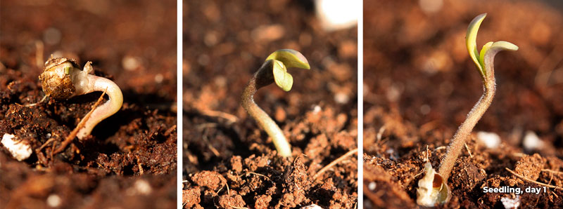 Cannabis growth stages breakdown: seedling stage Cannabis growth stages breakdown: seedling stage