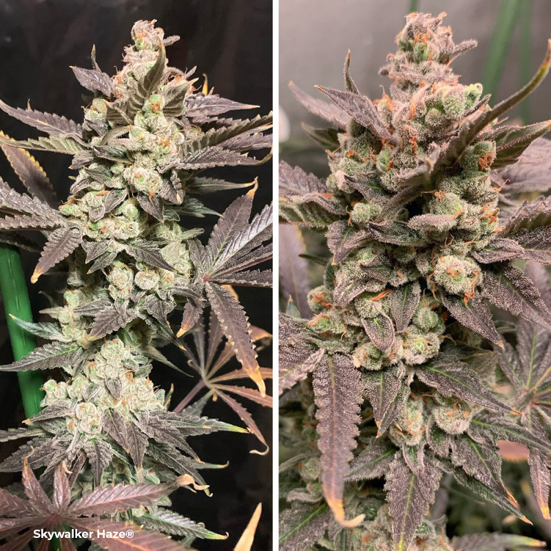 Colorful Skywalker Haze plants