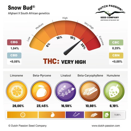 Snow Bud cannabinoid and terpene profile