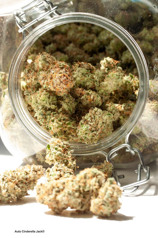 Auto Cinderella Jack buds stored in a jar