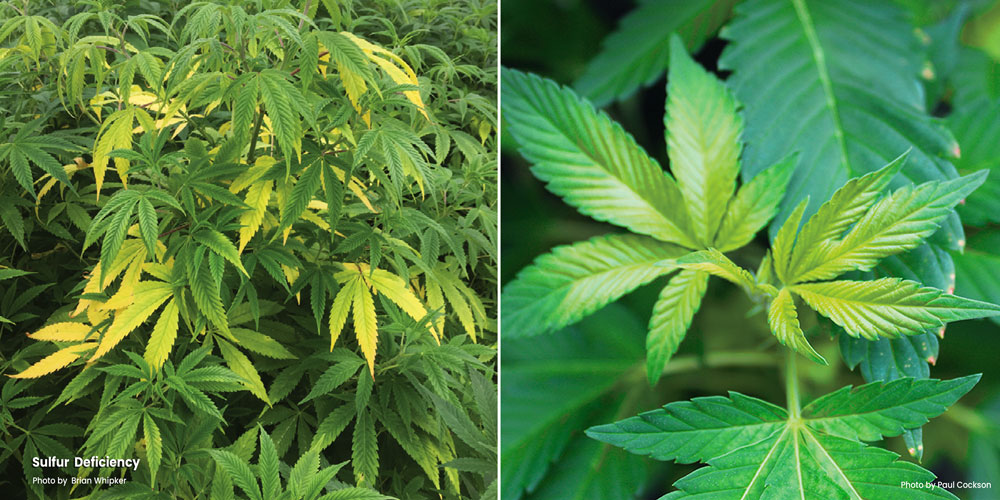 Sulfur deficiency symptoms
