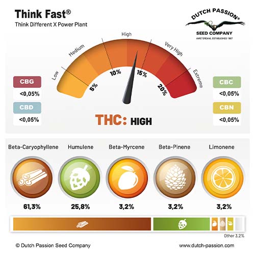 Think Fast cannabinoid and terpene profile