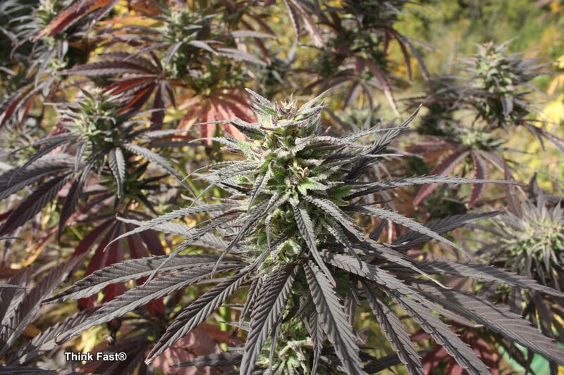 A beautiful colored Think Fast by Dutch Passion