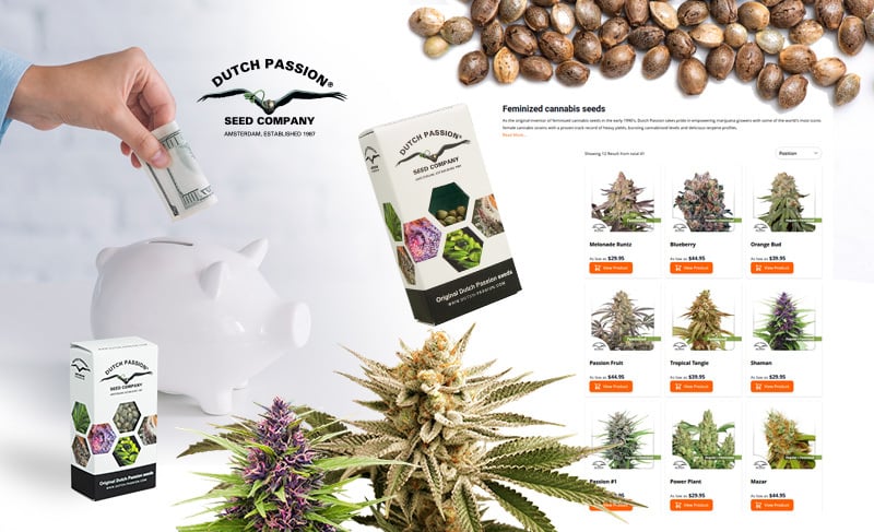 An honest guide to buying cannabis seeds & saving money