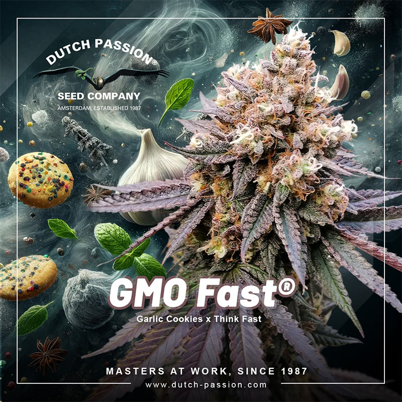 GMO Fast cannabis seeds