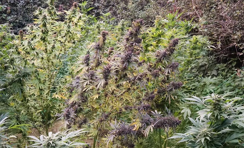 Multiple Dutch Passion cannabis strains grown together outdoors