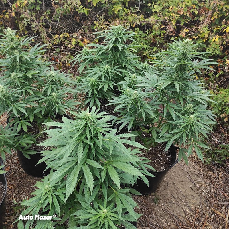 Auto Mazar cannabis seeds grown outdoors