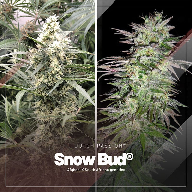 Snow Bud high-altitude cannabis seeds