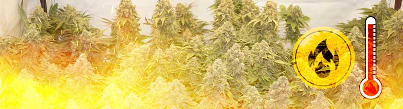 Cannabis plants burning from too much heat