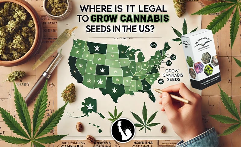  Where is it legal to grow cannabis seeds in the USA?